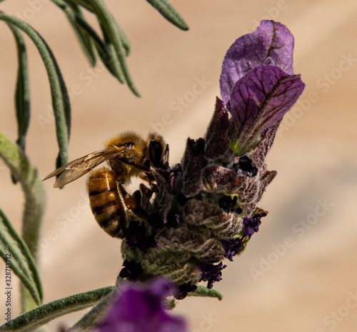 Honey Bees photo