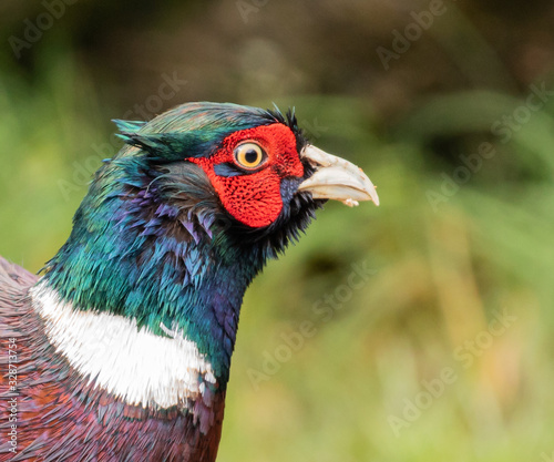 Cock Pheasant