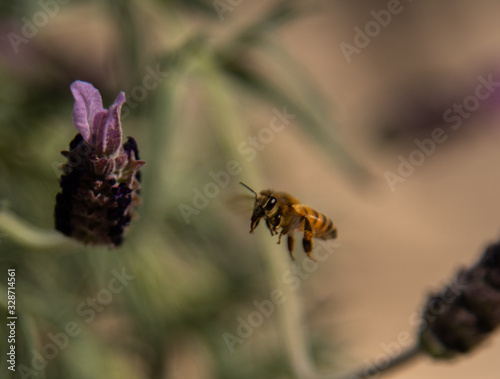 Spring time honeybee