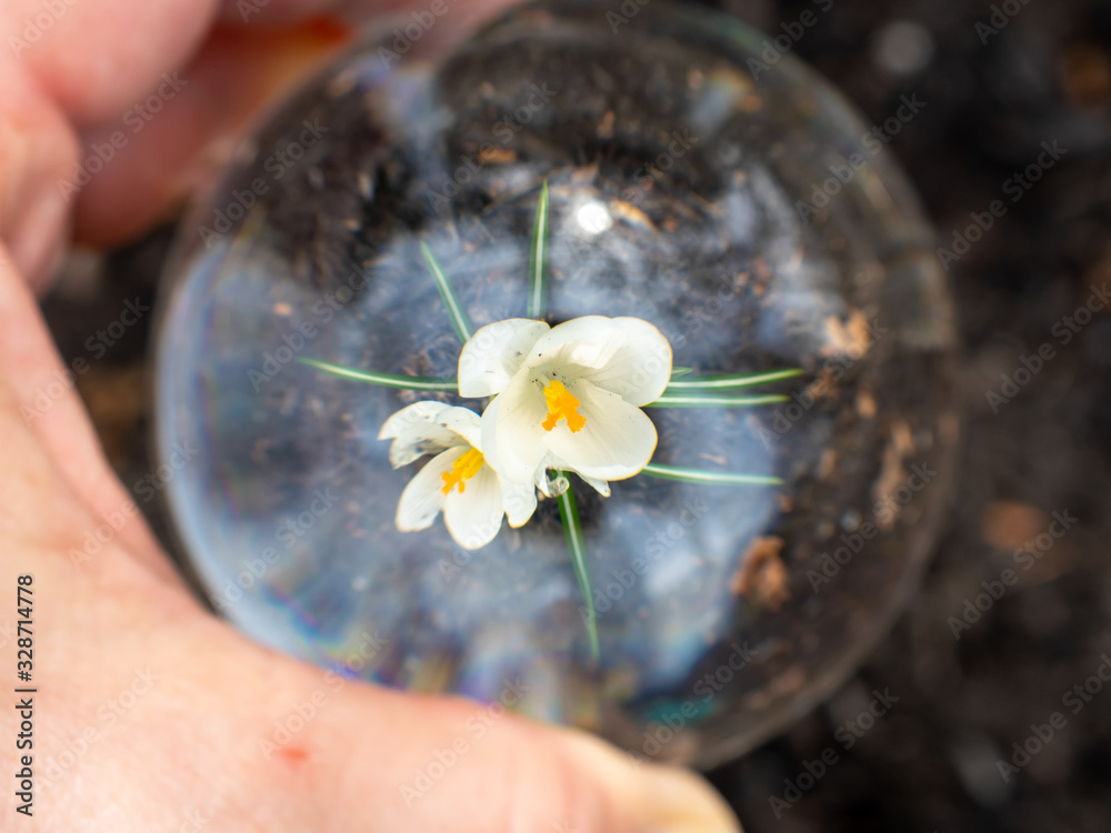 first white crocus through a crystal ball in the garden in spring