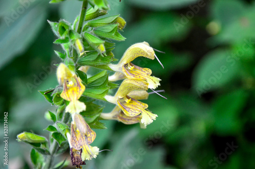 Sticky sage (Salvia glutinosa) photo