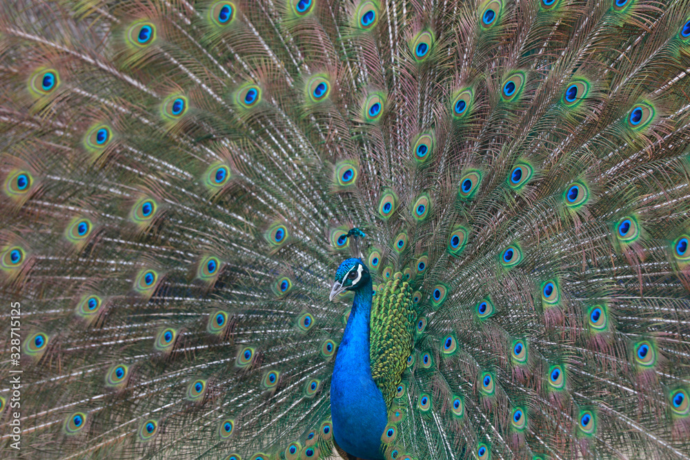 Obraz premium peacock in a farm