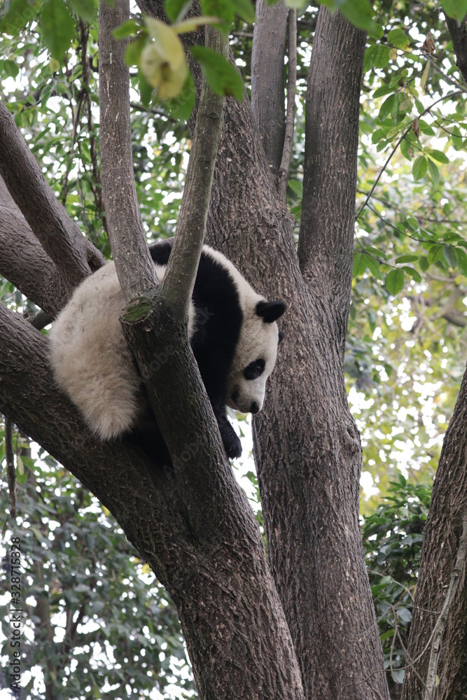 Fototapeta premium Playful Panda on the Tree, Chengdu, China