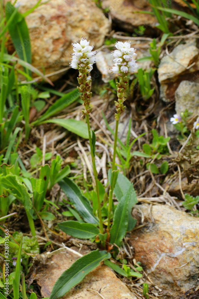 Knöllchen- Knöterich, Polygonum viviparum Knöllchen- Knöterich, Polygonum viviparum