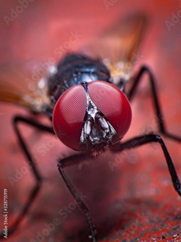 reverse macro photography