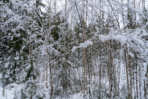 Fototapeta Naklejka Na Ścianę i Meble -  Skadnynawski las po opadach śniegu