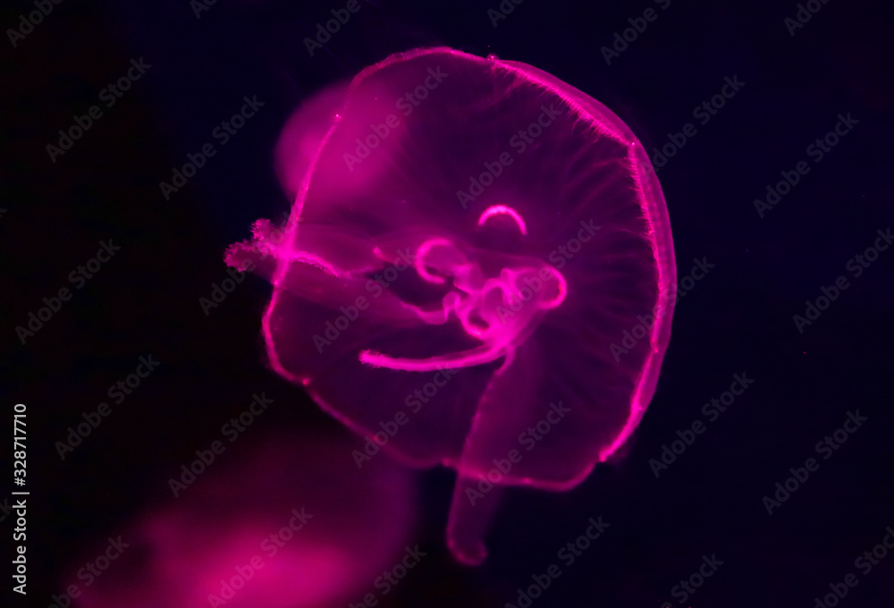 Aurelia aurita (also called the common jellyfish, moon jellyfish, moon jelly or saucer jelly) is a widely studied species of the genus Aurelia