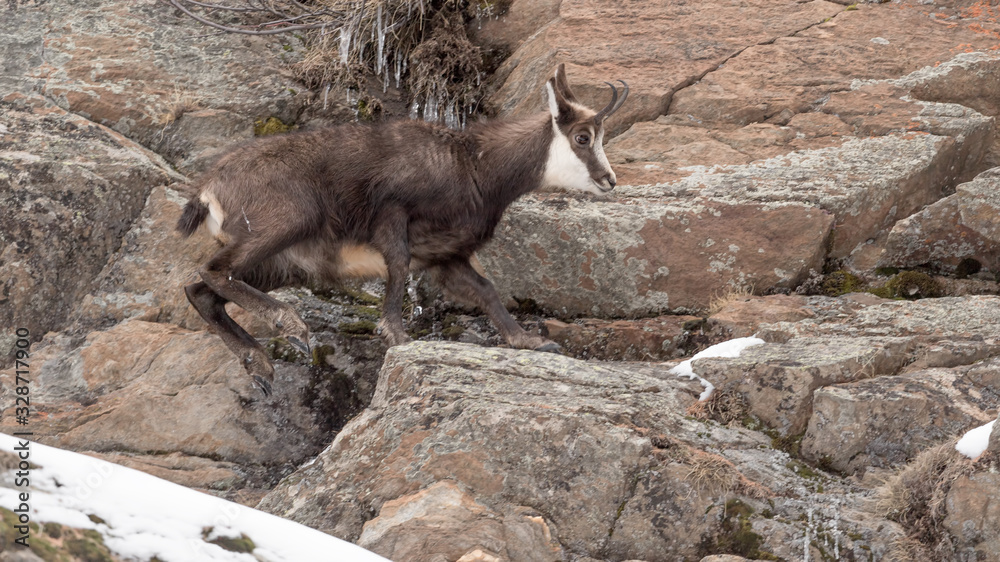 Naklejka premium Chamois on the rock (Rupicapra rupicapra)