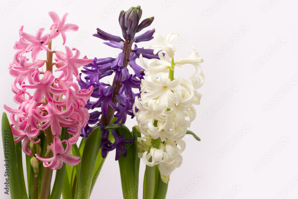 Obraz premium Three hyacinths of different colors on a white background.