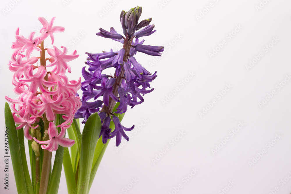Purple and pink hyacinths on the side on a white background. Purple and pink hyacinths on the side on a white background.