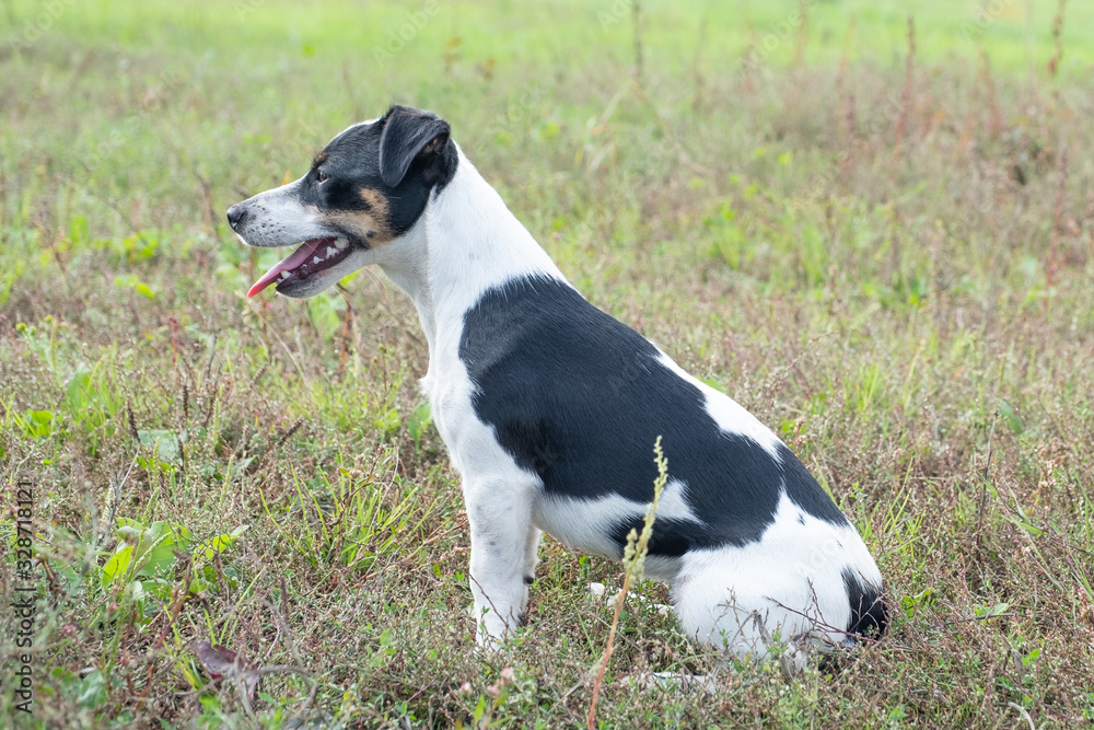 Black and white Jack Russell Terrier posing in a field