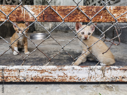 Two cute kittens sit in the big cage and looking for mom