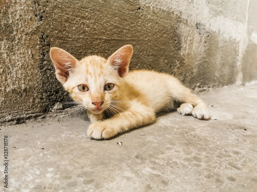 Sleepy orange kitten at the concrete wall 
