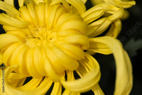 Close up of yellow chrysanthemum