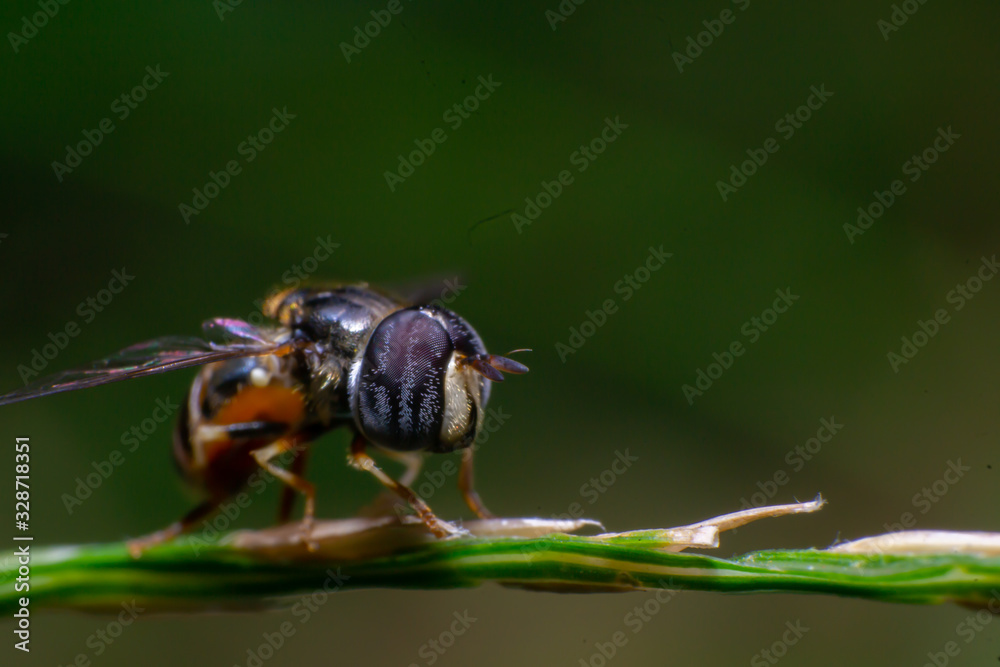 reverse macro photography reverse macro photography