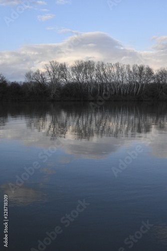 the Tisza river and the birch trees