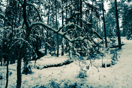 Fototapeta Naklejka Na Ścianę i Meble -  Skadnynawski las po opadach śniegu