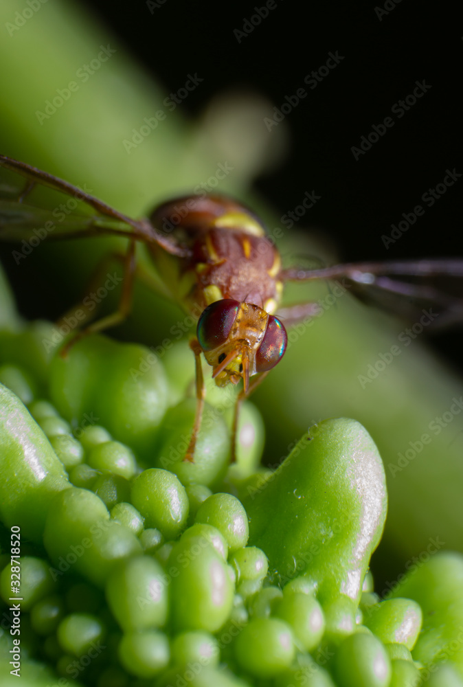 Naklejka premium reverse macro photography