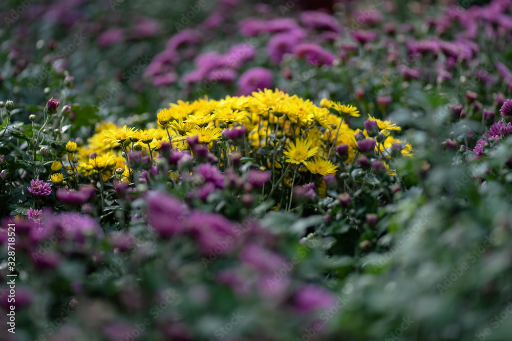 Obraz premium Many small yellow chrysanthemums huddled together
