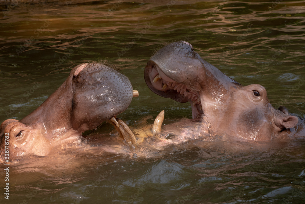 Two hippos fighting in the river. Two hippos fighting in the river.