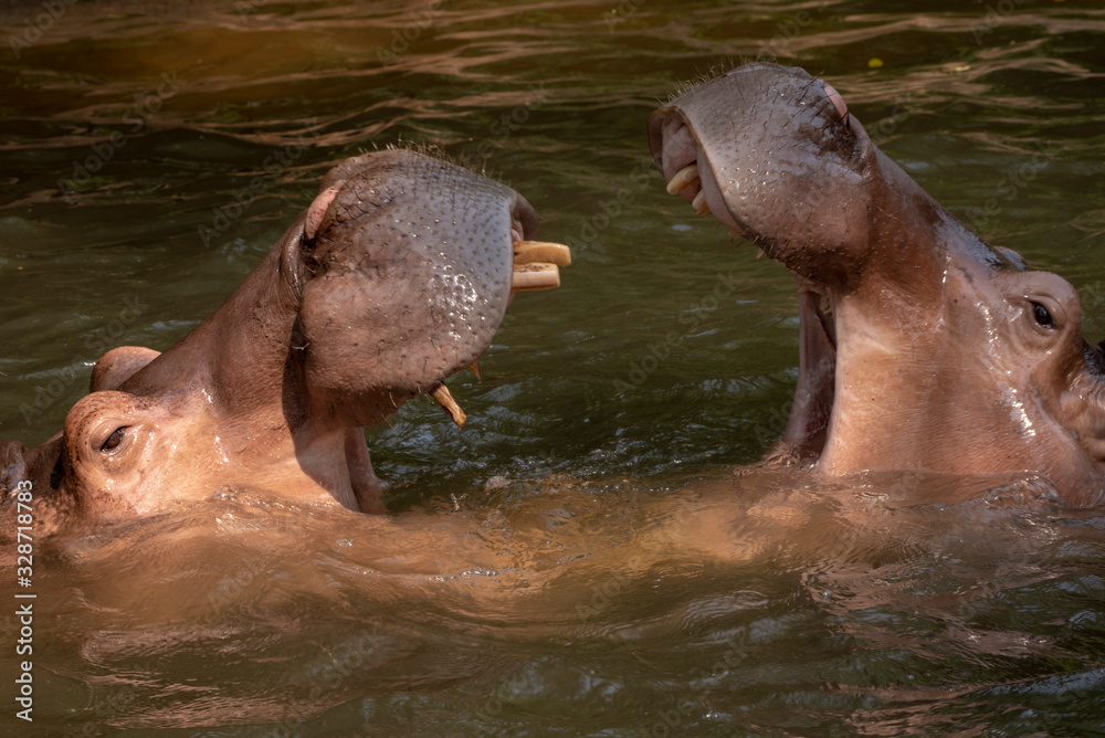 Fototapeta premium Two hippos fighting in the river.