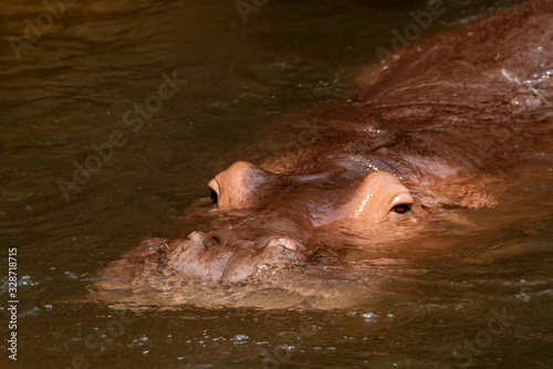 Hippos in the river.