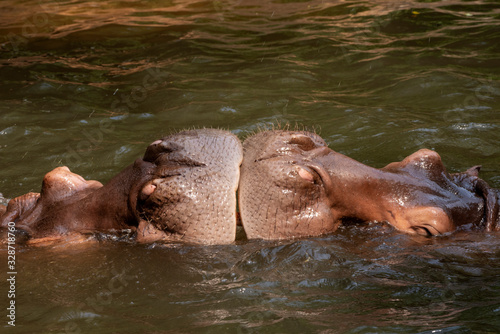 Two hippos fighting in the river.