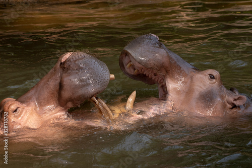 Two hippos fighting in the river.