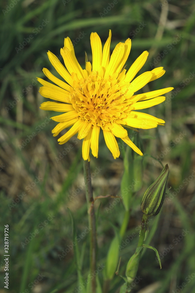 Östlicher Wiesen- Bocksbart, Tragopogon pratensis ssp. orientalis Östlicher Wiesen- Bocksbart, Tragopogon pratensis ssp. orientalis