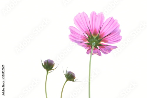 Pink cosmos flowers in cosmos field  Nan  Thailand.