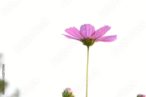 Pink cosmos flowers in cosmos field  Nan  Thailand.