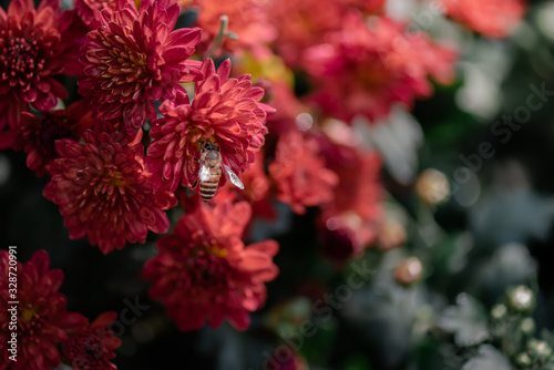 Close up of red chrysanthemum