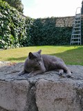 cat on a rock