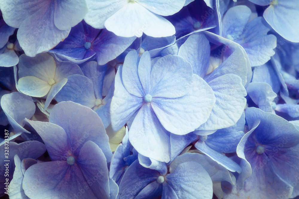 beautiful flower with blue petals