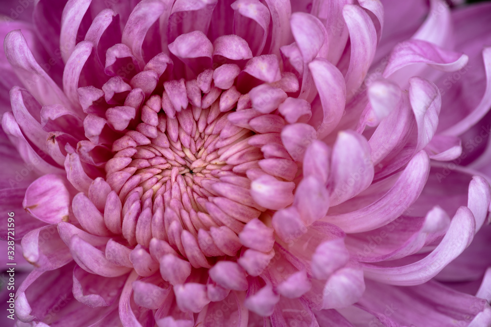 Purple chrysanthemum in the wild Purple chrysanthemum in the wild