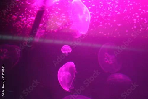 Medusy