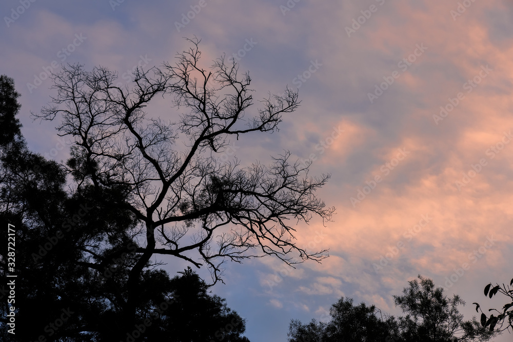 Sunset glow and dead trees at dusk