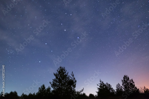 forest silhouette under a night starry sky, night outdoor scene