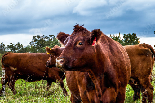 Red Angus Cattle 