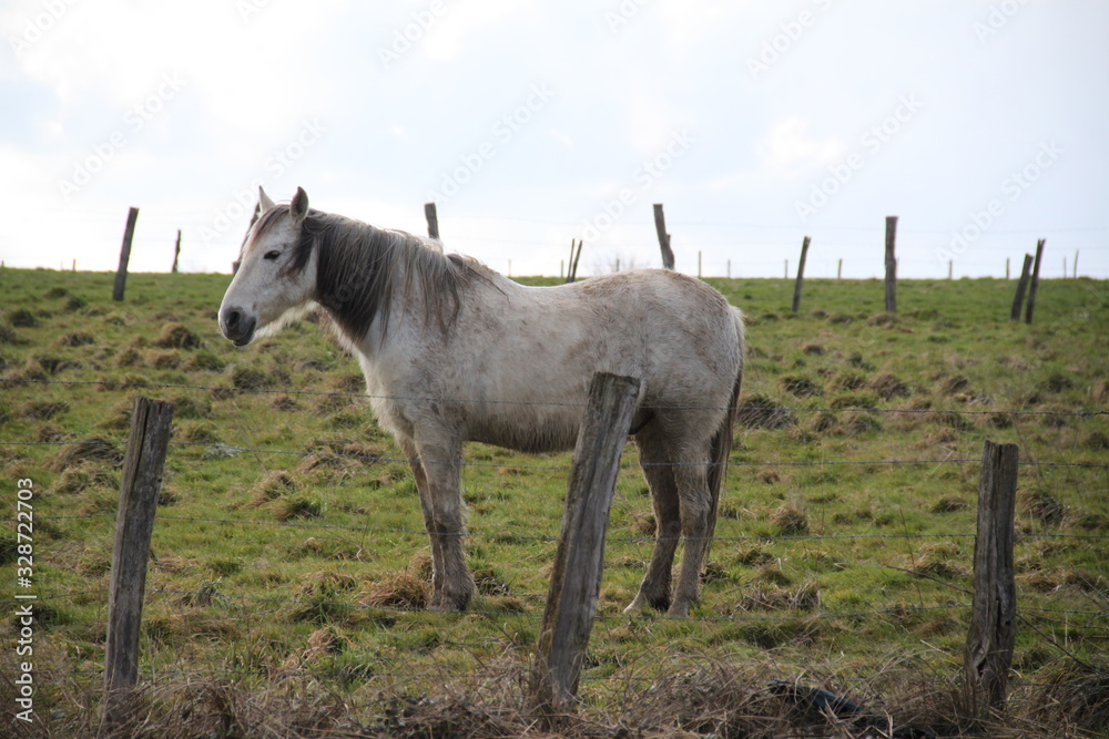 White camargue horse portrait in the meadow White camargue horse portrait in the meadow