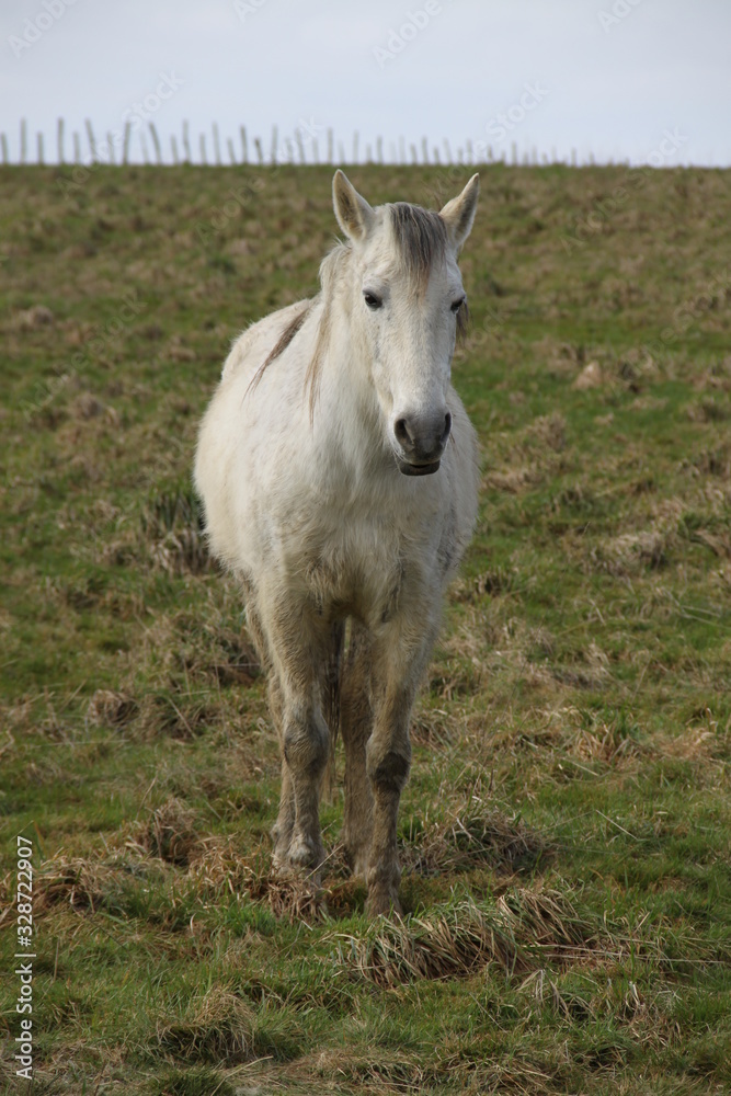 White camargue horse portrait in the meadow White camargue horse portrait in the meadow