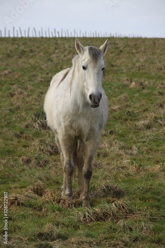 White camargue horse portrait in the meadow