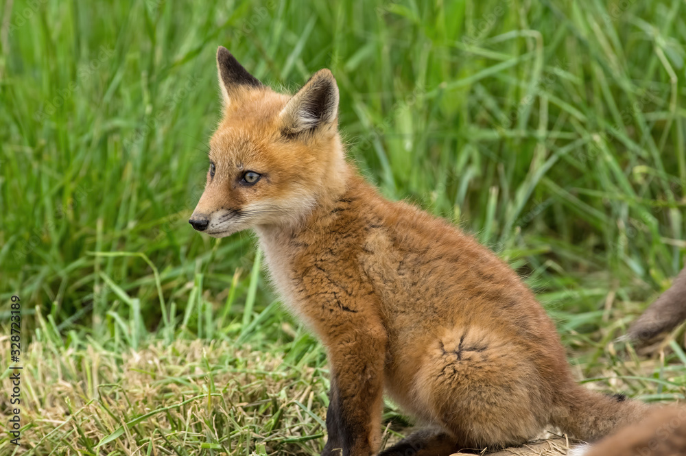 Fototapeta premium Red kit fox in the springtime. They are the largest of the true foxes and one of the most widely distributed members of the order Carnivora.