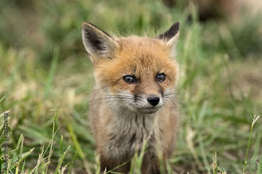 Naklejka premium Red kit fox in the springtime. They are the largest of the true foxes and one of the most widely distributed members of the order Carnivora.
