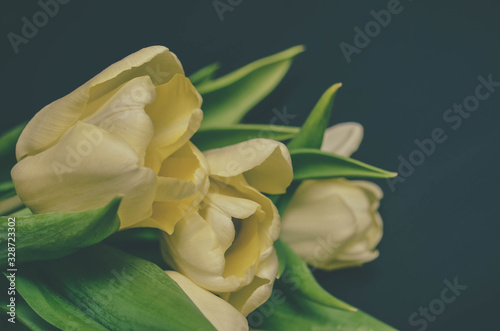 white, yellow tulips on a black background on March 8