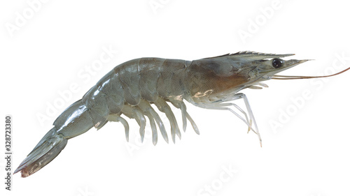 white shrimp on white background