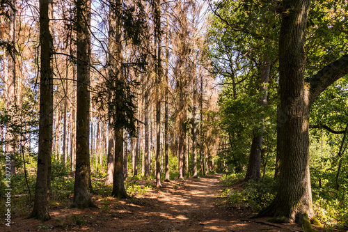 Ein Waldweg mit kranken Bäumen in der heißen Sommersonne