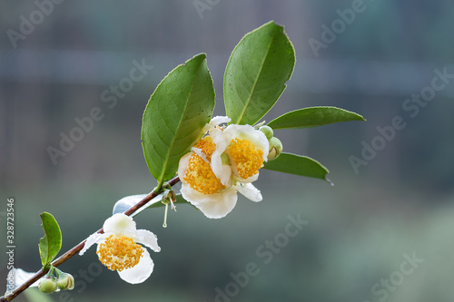 The camellia of the mountain where tea is grown is in bloom, and the white flowers are with water drops