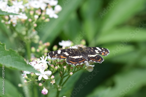 Schmetterling Landkärtchen