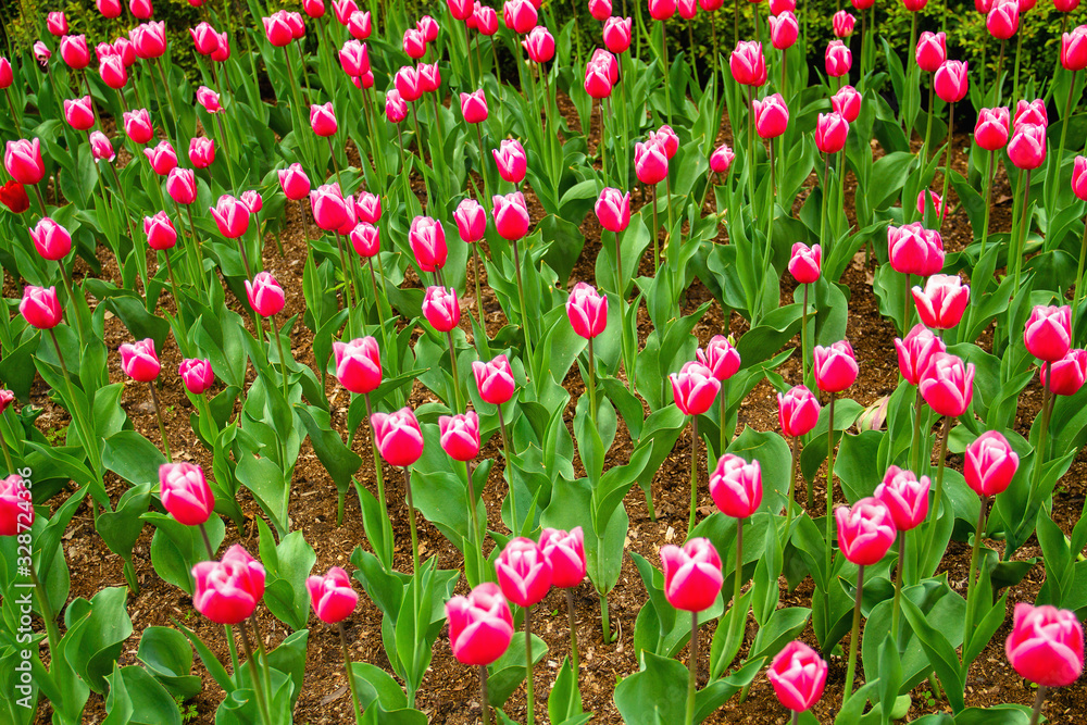 Pink tulips on the lawn in spring. Selective focus